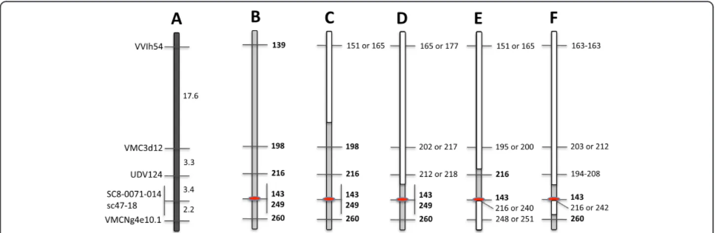 Figure 4 Reconstruction of the resistant haplotype for a 26 cM region of chromosome 13