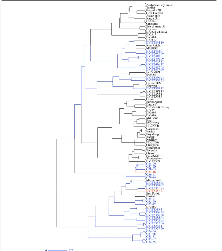 Figure 7 Dendrogram of 89 accessions in the O34-16 group based on hierarchal cluster analysis (Ward method) using the simple dissimilarity matrix derived from 34 SSR markers