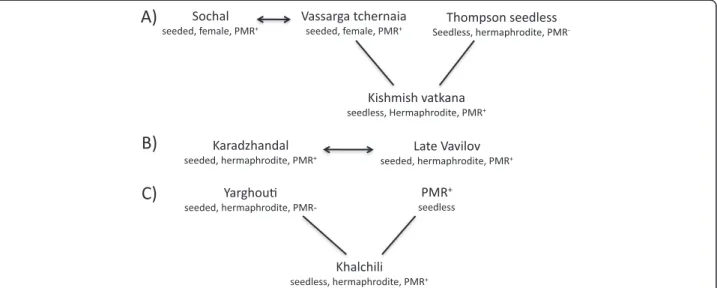 Figure 2 Four new first-degree relationships between powdery mildew resistant accessions discovered in the study