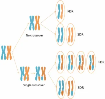 Figure 1 | Half tetrads resulting from no crossover and single crossover events under FDR and SDR mechanisms of unreduced gamete formation.
