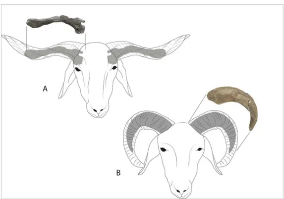Figure 1. A) Horizontal spiral horn core of a Late Chalcolithic sheep (Tell Sheikh Hassan, Syria, Uruk period); B) coiled horn core of an Early Bronze Age sheep (Kharab Sayyar, Syria, third millennium BC) (photographs by E