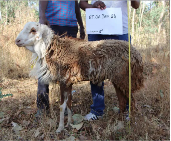 Figure 5. Washera breed, Ethiopia (photograph by E. Vila).