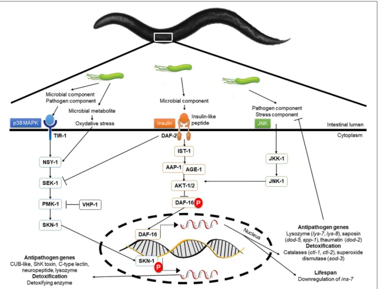 FIGURE 3 | Molecular interactions and signaling pathways involved in C. elegans immune response