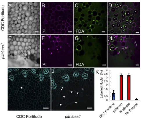 Fig. 5. Cell viability in the pith parenchyma cells of CDC Fortitude and pithless1 stems