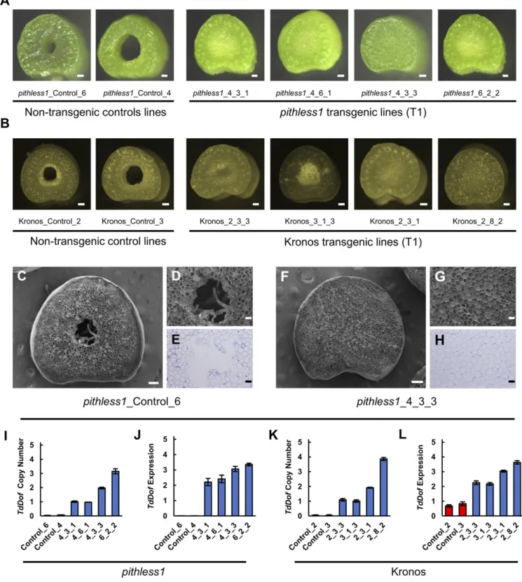 Fig. 2. Transgenic expression of TdDof induces stem solidness in hollow-stemmed lines pithless1 and Kronos