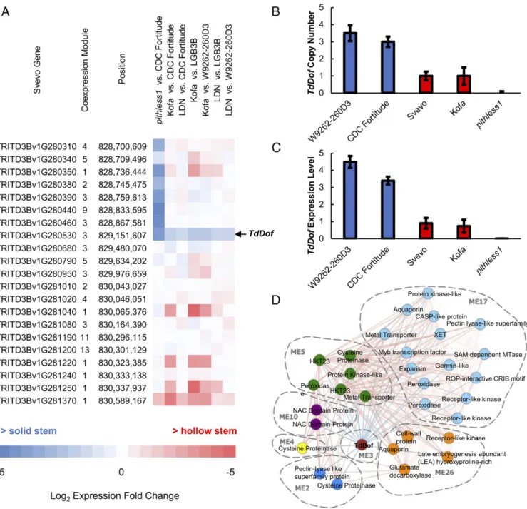Fig. 3. TdDof expression and mediated stem solidness pathways are associated with CNV