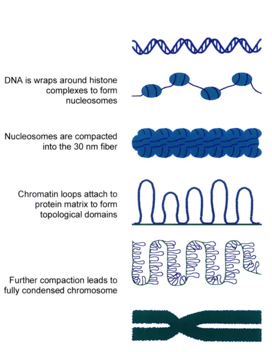 Figure  1.1.  Packaging  of eukaryotic  DNA  into  chromatin.  DNA is packaged  in successive stages  of compaction,  going from naked  DNA through nucleosomes  and the 30  nm  fiber to chromatin  loops,  and finally  a completely  condensed  chromosome.