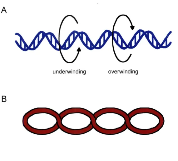 Figure  1.3.  Twist  and writhe parameters  of DNA  supercoiling.  A) Twist  refers to the  number of times the strands  wrap  around the helical  axis
