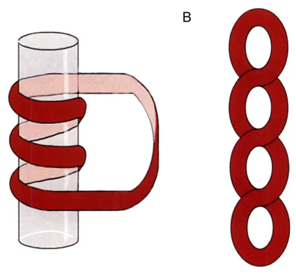 Figure  1.4.  Toroidal  and plectonemic  DNA writhe.  A)  Toroidal  writhe occurs  when the DNA wraps  around a  central axis,  such  as a protein