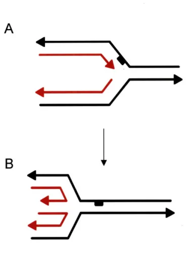 Figure  1.5:  Formation of a "chicken  foot"  structure  at a stalled replication  fork promoted  by accumulated  positive supercoiling