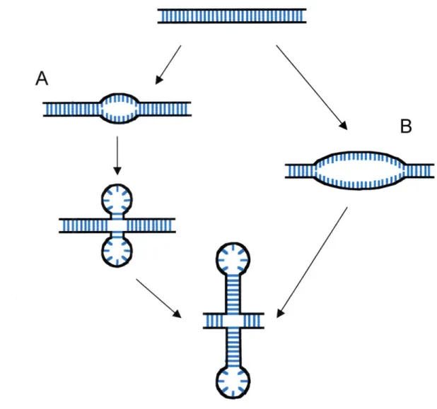Figure  1.6:  Two  general  types of cruciform  extrusion  at  inverted repeat  sequences  in DNA.