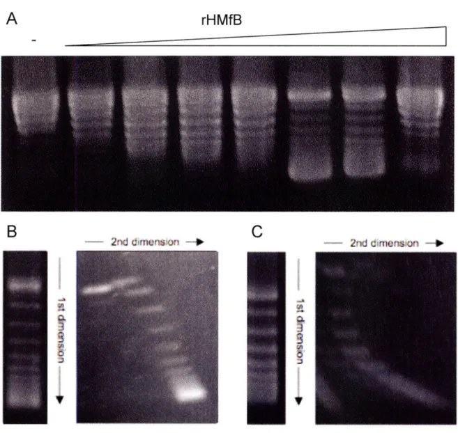 Figure 2.2.  Optimization  and analysis of prepared  supercoiled  substrates.  A) Small-scale optimization of rHMfB:DNA  ratio