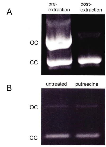 Figure  2.3.  Purification  of closed-circular  plasmid preparation  by extraction  with acidic phenol