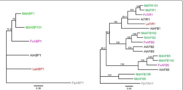 Figure 3 Phylogenetic tree of the auxin receptors. (A) ABP1 class of receptors, (B) TIR1/AFB class of receptors