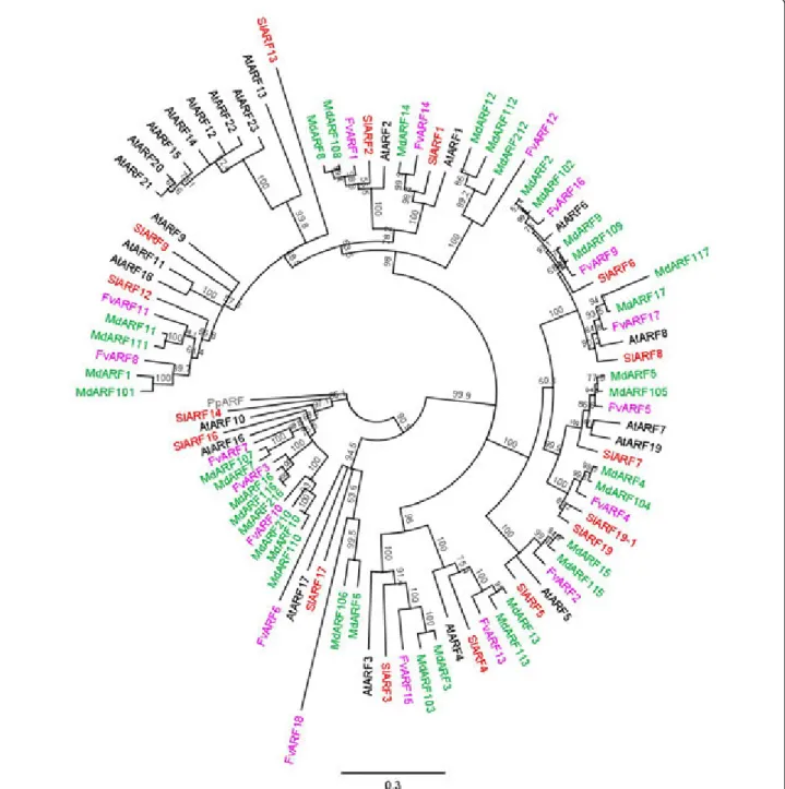 Figure 4 Phylogenetic tree of the auxin response factors. The DNA binding domains of the auxin response factors (ARF) from apple (green), strawberry (lilac), Arabidopsis (black) and tomato (red) were aligned using MUSCLE and phylogenetic trees were built u