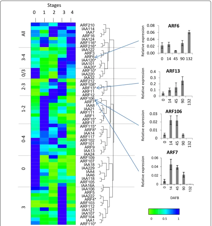 Figure 7 Expression analysis of auxin transcriptional regulators. Expression of the transcriptional regulators ARF and Aux/IAA class of genes are clustered according to expression patterns over fruit development, grouped by hierarchical clustering, normali