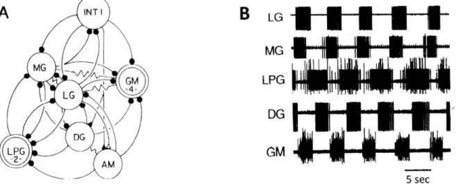 Figure  1-1  From  [3]  (A) Network  connectivity of the  stomatogastric ganglion.  (B) Extracellular recordings of motor nerves.