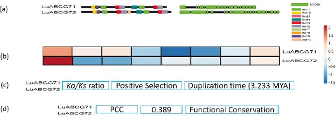Figure S3. Schematic representations of the two most stable genes among nine Cd candidate genes based  on their conserved gene structure (a), gene expression (b), non-synonymous/synonymous substitution rates  (c), and Pearson correlation coefficient (PCC) 