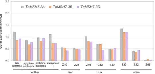 Fig. 4 TaMSH7-3A , TaMSH7-3B and TaMSH7-3D genes are expressed in anthers at early meiosis and in somatic tissues