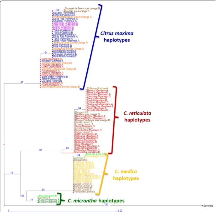 Figure 4 Neighbor-joining analysis (NJA) of the haplotypic data for the 2P35391362 gene fragment.