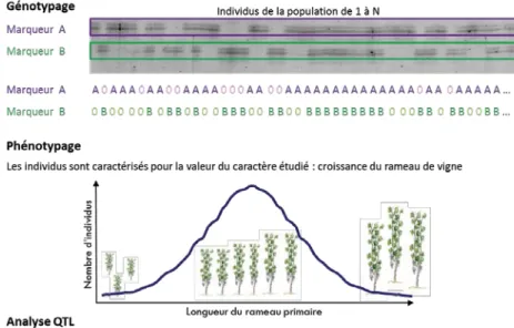 Figure 3 : Détection de QTL. 