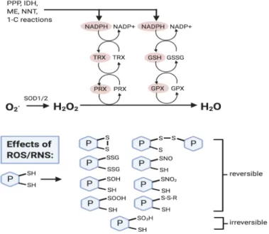 Figure 2. Reactive oxygen species (ROS) removal and effects. NADPH levels are crucial in ROS  removal mechanisms and is produced through the pentose phosphate pathway (PPP), isocitrate  dehydrogenase (IDH), malic enzyme (ME), nicotinamide nucleotide transh