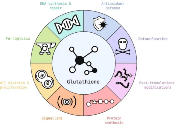 Figure 4. Glutathione has a number of critical roles in healthy and tumor cells, in both cases  supporting cell metabolism and survival