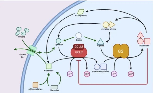 Figure 5. Biosynthesis pathway of glutathione (GSH) from amino acid precursors. GSH is synthesized  in two consecutive ATP-dependent reactions within the cytosol coupled with GSH degradation to its  constituent amino acids via 5-oxoproline and cysteinyl gl