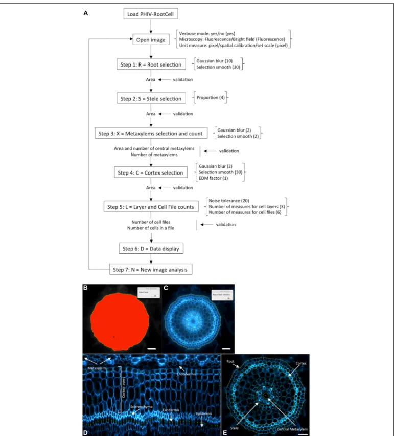 FIGURE 2 | Workflow and screen captures from the PHIV-RootCell toolset. (A) Workﬂow of the PHIV-RootCell program