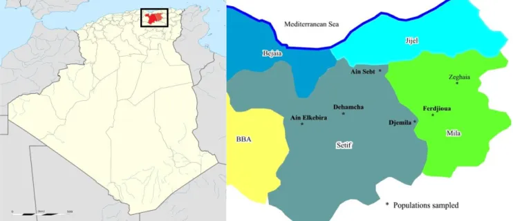 Figure 2. Sampling locations of Capparis spinosa in Setif (Djemila, Dehamcha, Ain Lekbira, Ain Sebt) and Mila (Ferdjioua, Zeghaia)  provinces, Algeria 
