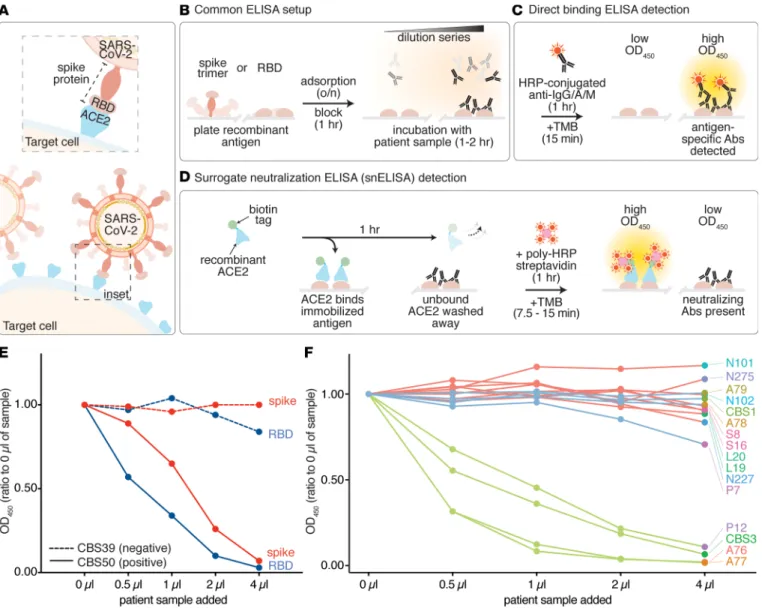 Figure 1. Establishment of a surrogate neutralization ELISA (snELISA) to monitor the spike-ACE2 interaction