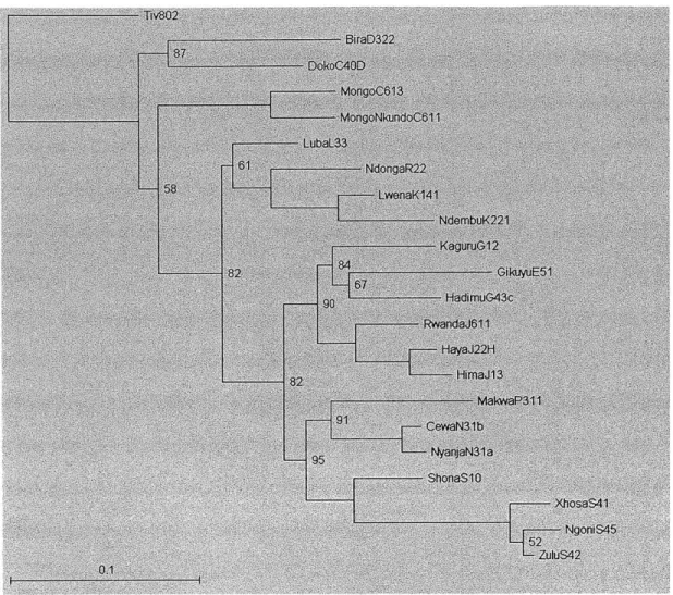 Figure 2.6:  Consensus tree  obtained with post-pruning,  5 million iterations