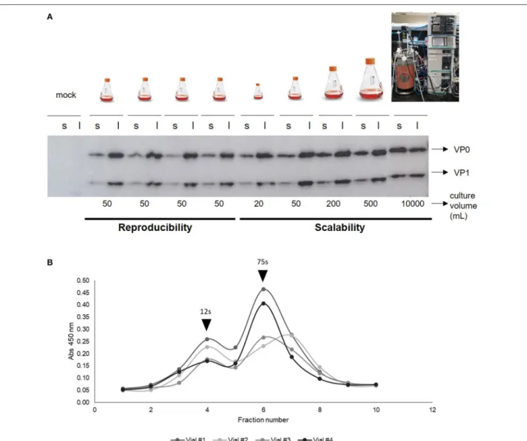 FIGURE 3 | (A) Western Blotting of cell lysates (l) and supernatants (s) after 48 h of independent transfections of different culture volumes (10 L, 500, 200, 20, and 50 mL) with FMDV-encoding plasmids