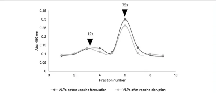 FIGURE 4 | Sucrose gradients showing antigen stability of VLPs within a water-in-oil emulsion vaccine after disruption.