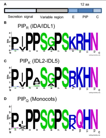 FIGURE 3 | IDA and IDL peptides. (A) Structure of IDA and IDL prepropeptides. (B–D) Peptide consensus sequences as indicated