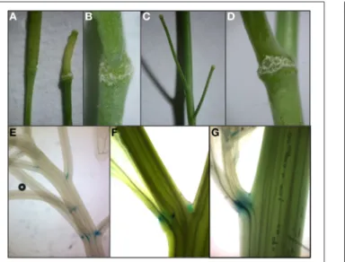 FIGURE 5 | Modes of abscission. (A) Abscission of (a) sepals, (b) petals, (c) stamen, and (d) carpels