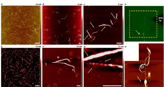 Figure 8. Microscopy images of isolated wheat microspores in a bu ﬀ er obtained through optical microscopy (A) and SEM images of the microspores cast on a carbon-coated TEM grid (B, C)