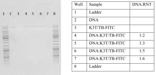 Figure S3: Agarose gel electrophoresis upon complexation of plasmid DNA with RNTs  and  after  decomplexation  using  dextran  sulphate  (DS):  complexation  time  15  min  and  decomplexation time 0.5 h (left); complexation time 15 min and decomplexation 