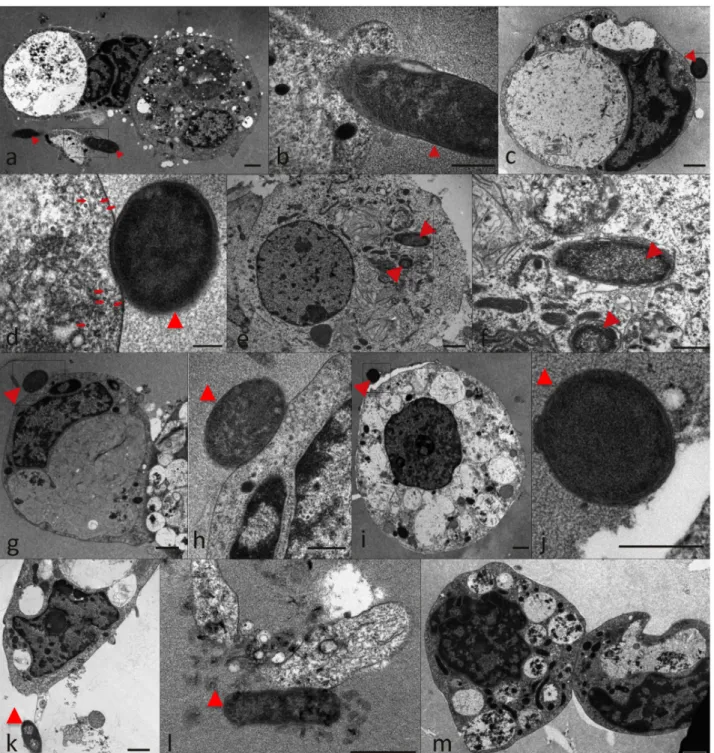 Fig 6. Electron micrographs of ISE6 tick cells reacted with recombinant E. coli producing A
