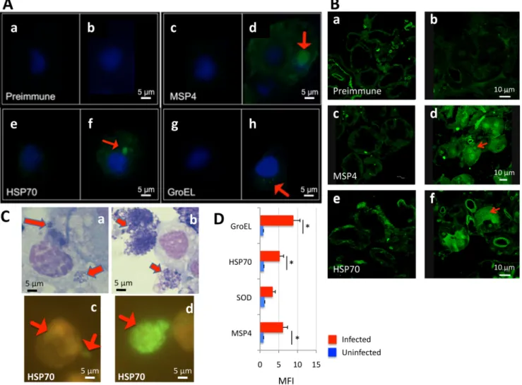 Fig 3. Antibodies against recombinant proteins recognize A. phagocytophilum in infected tick cells and ticks by immunofluorescence