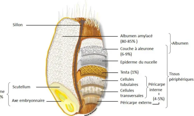 Figure 1. Anatomie schématique du grain de blé et proportion relative des principaux tissus du grain (adapté de  Surget et Barron, 2005) 
