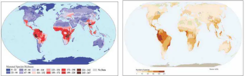 Figure 5: Global diversity of mammal (left) and amphibian (right) species (in number of species)