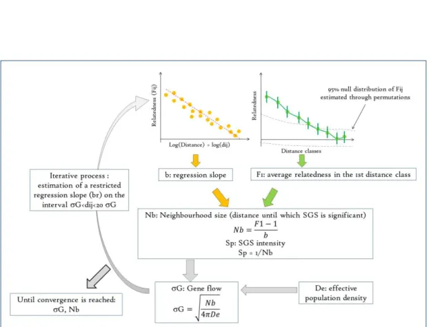 Figure 52: Method for analyzing fine-scale SGS and estimating gene flow. 
