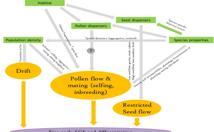 Figure 53: Process of neutral genetic differentiation and local structuring in trees.