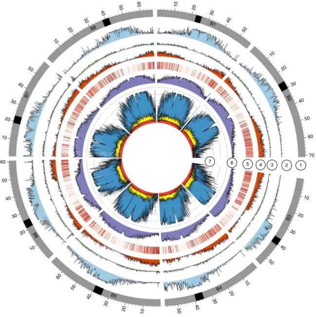 Fig. 1 | Genomic features of the B. nigra Ni100-LR assembly. Bands: (1) chromosomes with centromere positions (black band); (2) class I retrotransposons  (nucleotides per 100-kb bins); (3) class II DNA repeats (nucleotides per 100-kb bins); (4) gene densit