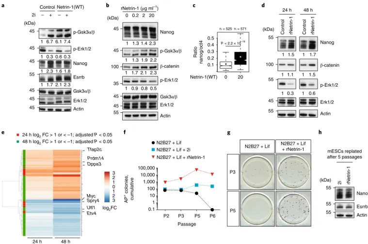 Fig. 4 | Recombinant Netrin-1 supports meSC self-renewal in combination with Lif. a, Western blot comparing signalling and pluripotency changes induced  by Netrin-1 and 2i