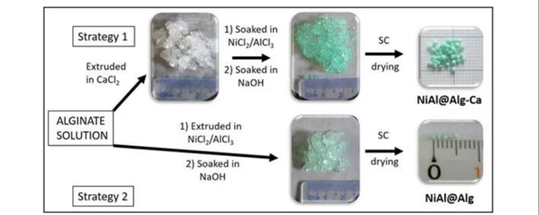 FIGURE 1 | Scheme of preparation of NiAl nanoparticles confined in Alg beads using either Ca-Alg as a template for confined LDH coprecipitation (Strategy 1) or alginate cross-link by NiCl 2 and AlCl 3 metal salt solution (Strategy 2)