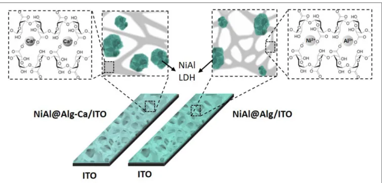 FIGURE 8 | Schematic representation of the NiAl@Alg-Ca/ITO and NiAl-Alg/ITO.