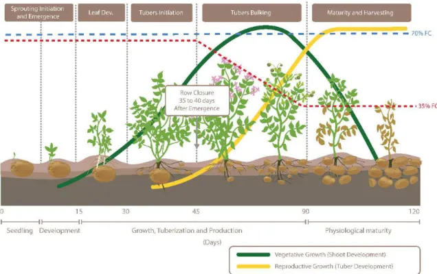 Figure 1. Visualization of potato growth stages and in-season soil moisture trends when soil moisture was maintained at 35% and 70% field capacity (FC).