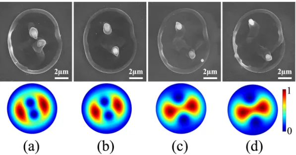 Figure 4.  Fabrication of complex nanostructures. Mapping of complex intensity profiles generated by VVB  produced by two q-plates with topological charge of q = − 1  ,  and  q = 1/2  
